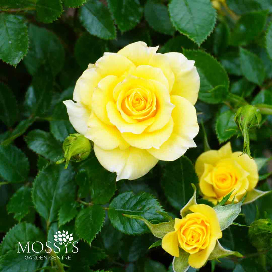 'Flower Power Gold' Patio Rose (20cm)