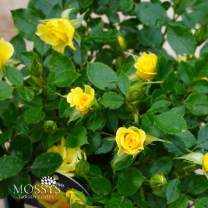 'Flower Power Gold' Patio Rose (20cm)