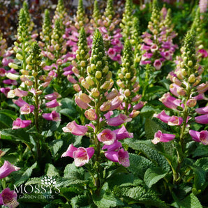 foxglove digitalis pink flowers