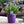 Load image into Gallery viewer, French Lavender &#39;Stoechas&#39; (20cm)
