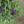 Load image into Gallery viewer, French Lavender &#39;Stoechas&#39; (20cm)
