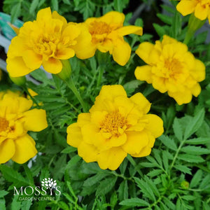 French Marigold 'Yellow' 6 Pack