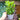 Mentha Spicata 'Spearmint' (1L)