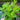 Mentha Spicata 'Spearmint' (1L)