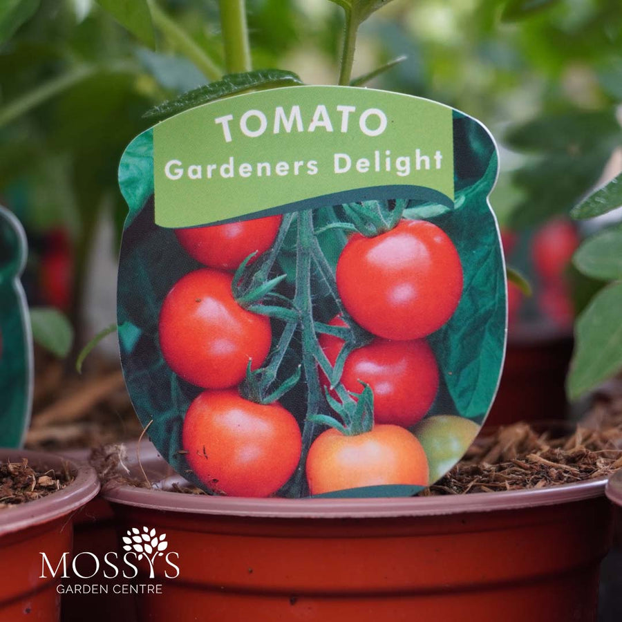 Tomato 'Gardeners Delight' (9cm Pot)