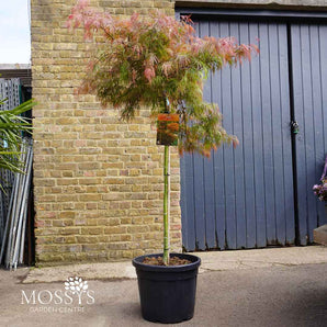 Acer Palmatum 'Garnet' (160cm)
