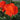 Upright Geraniums | 6 Pack