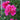 Premium Jumbo Geraniums 6 Pack 'Rose Splash' (JUMBO PACK)