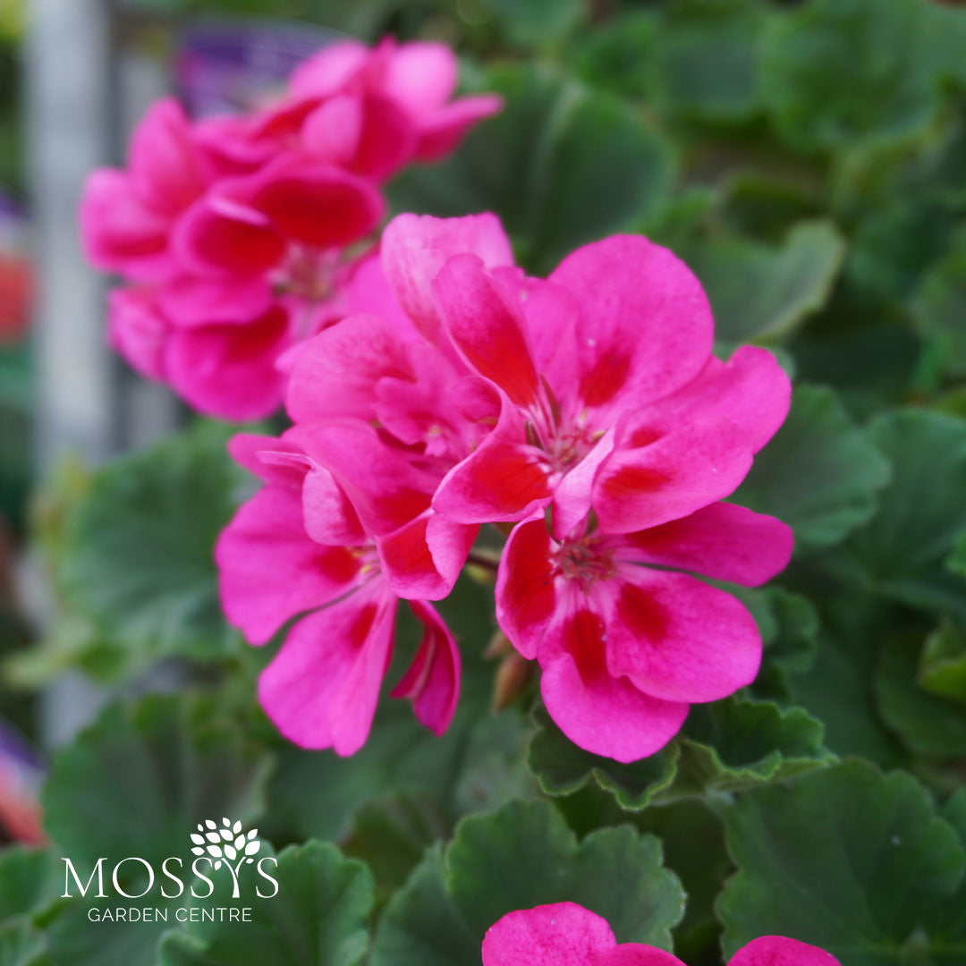 Premium Jumbo Geraniums 6 Pack 'Rose Splash' (JUMBO PACK) – Mossys ...