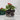 Plug dimensions of bedding plants pack