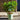 Hydrangea Paniculata 'Ground Breaker' 3L greeny