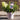 Hydrangea Paniculata 'Ground Breaker' 3L blush