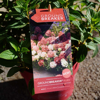 Hydrangea Paniculata 'Ground Breaker' 3L ruby