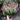 Pink & White Heather 'Calluna Vulgaris' (15cm)