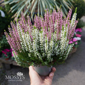 Twin Coloured Heather 'Calluna Vulgaris' (15cm)