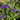 Blue Hebes