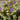 Variegated Purple Hebes