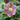 Pink Helleborus Winter Rose (25cm)