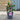 Pink Helleborus Winter Rose (25cm)