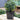 Holly Ball 'Ilex Aquifolium' (30cm)