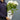 Hydrangea Incrediball Stormproof™ 3L