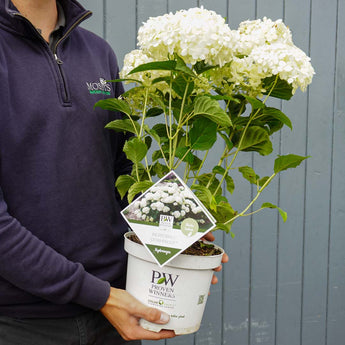 Hydrangea Incrediball Stormproof™ 3L