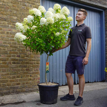 Standard Hydrangea Paniculata 'Limelight' 35L (150cm)