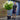 Standard Hydrangea Paniculata 'Limelight' 35L (150cm)