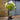 Standard Hydrangea Paniculata 'Limelight' 20L (120cm)