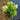 Standard Hydrangea Paniculata 'Skyfall' 7.5L (120cm)
