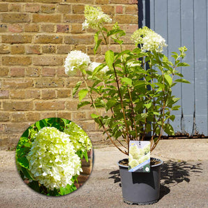 Hydrangea Paniculata 'Skyfall' (60cm)