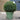 Ilex Crenata Ball (50cm)