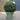 Ilex Crenata Ball (50cm)