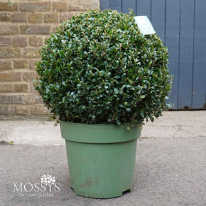 Ilex Crenata Ball (50cm)