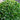 Ilex Crenata Balls 'Stokes' (35cm)