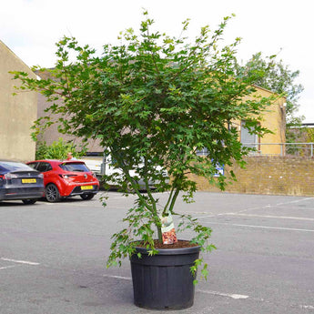 Japanese Maple 'Red Wine' Acer (170cm)