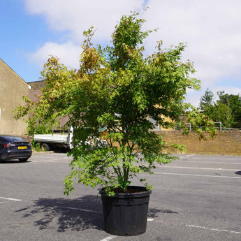 Japanese Maple 'Katsura' Acer (170cm)