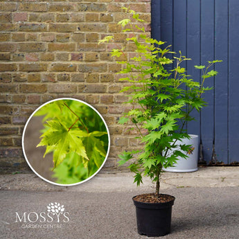 jordan acer japanese maple 3l