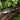 Kent & Stowe Traditional bypass Secateurs 
