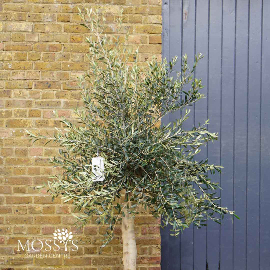 Large Standard Olive Trees (150cm)