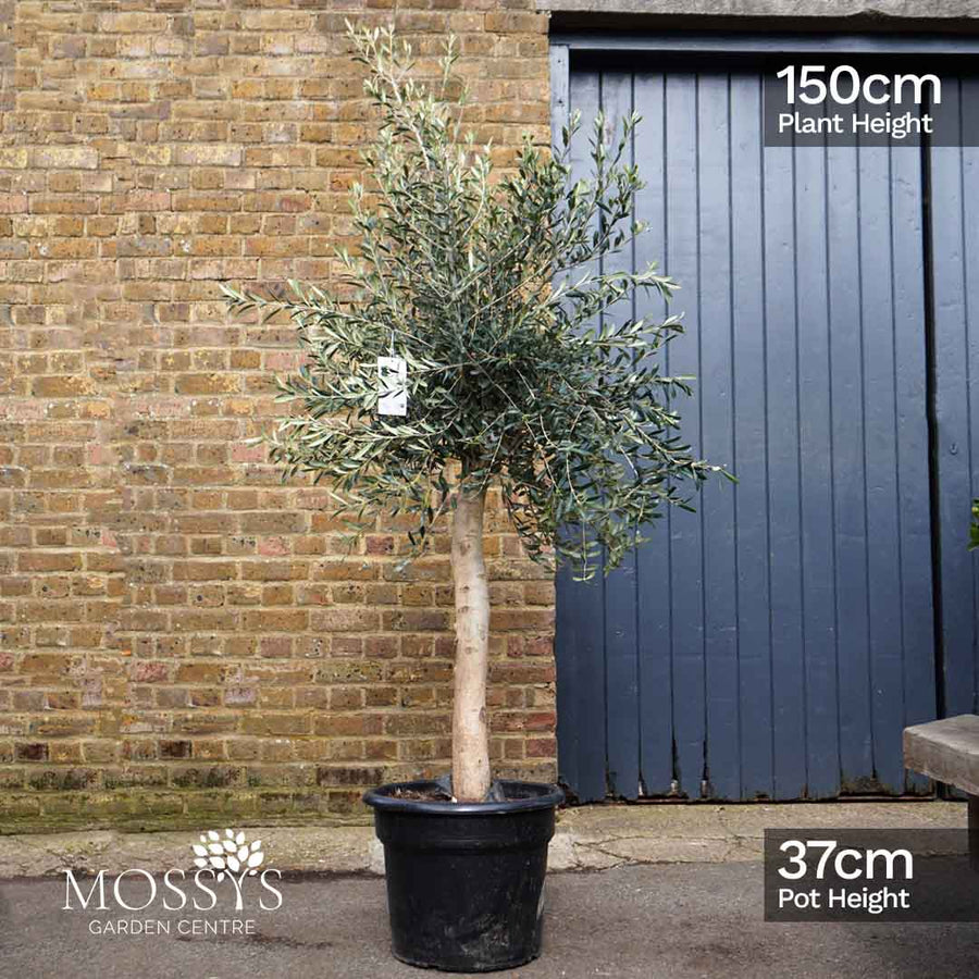 Large Standard Olive Trees (150cm)