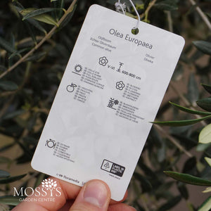 Large Standard Olive Trees (110cm)