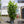 Load image into Gallery viewer, Cherry Laurel Fast Growing Evergreen Hedging (170cm)

