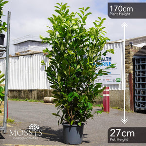 Cherry Laurel Fast Growing Evergreen Hedging (170cm)