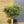 Load image into Gallery viewer, Large Standard Olive Trees (110cm)
