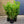 Load image into Gallery viewer, Cherry Laurel Fast Growing Evergreen Hedging (95cm/3ft)
