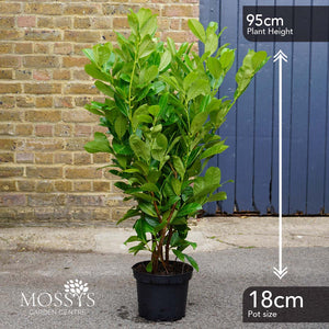 FREE Nationwide Delivery - Cherry Laurel Fast Growing Evergreen Hedging (95cm/3ft)