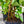 Load image into Gallery viewer, Cherry Laurel Fast Growing Evergreen Hedging (95cm/3ft)
