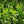Load image into Gallery viewer, Cherry Laurel Fast Growing Evergreen Hedging (2-3ft)
