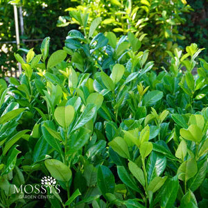 FREE Nationwide Delivery - Cherry Laurel Fast Growing Evergreen Hedging (95cm/3ft)